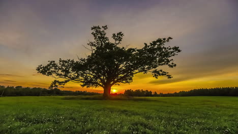 Silhouette-of-mystic-giant-tree-growing-on-pasture-during-sunset-time-in-background---time-lapse-shot