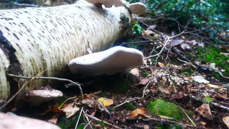 Woodland-forest-polypore-wild-mushroom-fungi-growing-on-fallen-white-birch-tree-trunk-slow-push-in-low