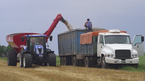 A-farmer-finishes-the-transfer-of-wheat-from-a-grain-wagon-onto-a-truck-for-transportation