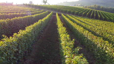 Vineyards-field-organic-agriculture-aerial-view