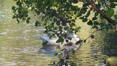 Mute-Swan-Swims-And-Forage-Under-Foliage-Of-Trees-At-Tehidy-Country-Park-In-Cornwall,-England