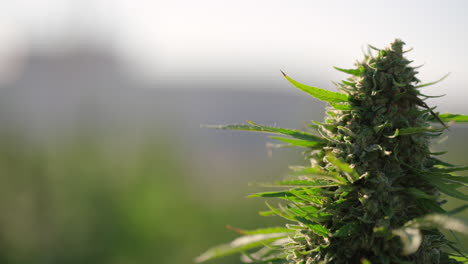 Cannabis-farm-in-South-East-Colorado