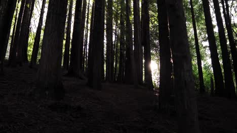 Sunbeams-passing-through-a-dark-forest-at-dusk