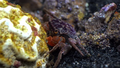 Side-view-of-Red-Claw-Crab-near-dead-coral