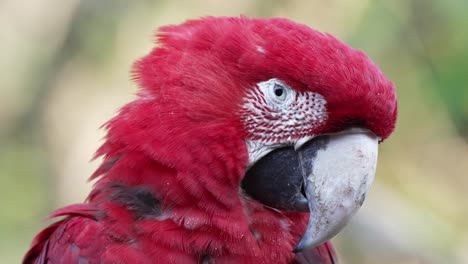 Close-up-beautiful-red-scarlet-macaw-parrot-looking-directly-at-camera,-blinking