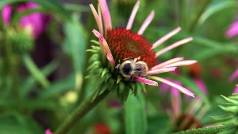 Bumblebee-On-Blossoming-Coneflower-During-Pollination.-close-up