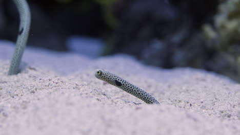 Spotted-Garden-Eel-Eating-Plankton-At-The-Aquarium,-Oceanario-de-Lisboa-In-Portugal