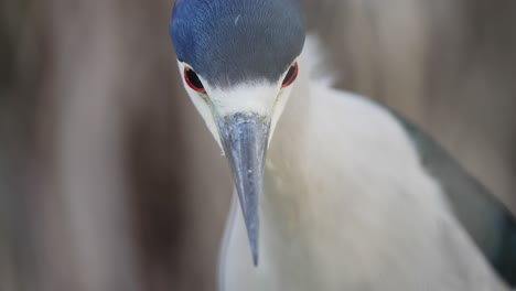 Cinematic-macro-shot-of-Black-crowned-Night-Heron-with-dangerous-red-eyes