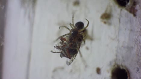 Close-up-of-a-spider-webbing-a-sand-fly-to-eat