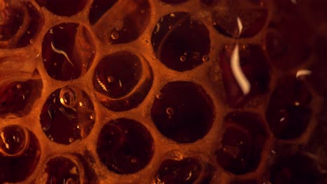 Macro-Shot-Of-Fresh-Sweet-Honey-Dripping-On-Bee-Honeycomb-Wax