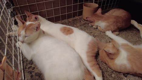 Vier-Katzen-Liegen-In-Einem-Käfig-Auf-Dem-Boden
