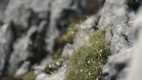Revealing-close-up-of-young-alpine-polytrichastrum-moss-with-water-dew-drops-from-the-morning-fog-of-the-alp-mountains
