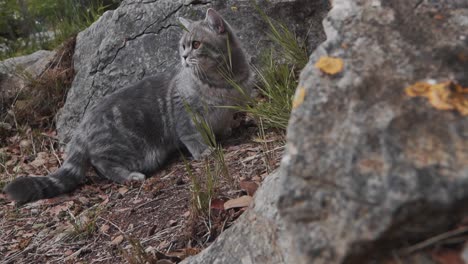 a-cat-is-observing-things-around-among-the-big-rocks-in-the-forest,-Montpellier---France