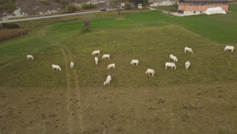 Graze-of-cows-farming-aerial-view