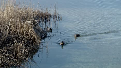 Mallard-Ducks-Swimming-On-A-Pond-At-Daytime