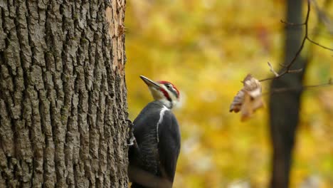 A-wild-pileated-woodpecker,-dryocopus-pileatus-with-red-capped-pecking-on-hardwood-against-autumnal-deciduous-forest-background,-close-up-shot