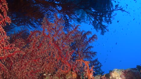 Weichkorallenlandschaft-Aus-Dem-Roten-Meer