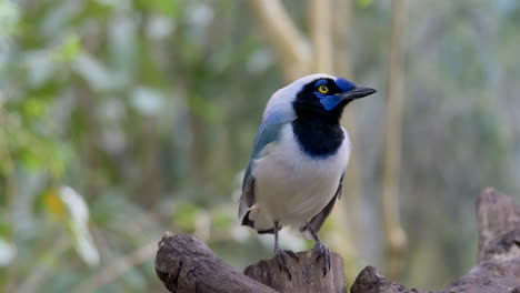 Beautiful-Wildlife-Green-Jay-Birds-perched-on-branch-and-flying-away-in-deep-jungle-of-South-America