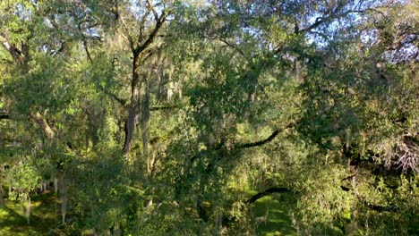 An-elevating-drone-shot-of-mossy-oak-trees-in-Florida