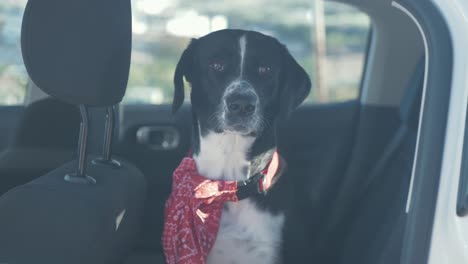 Schöner-Schwarzer-Labrador-Retriever-Hund,-Der-Im-Auto-Sitzt-Und-Herausschaut