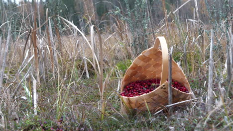 Picking-freshly-grown-cranberries-from-mossy-wetlands-of-Scandinavia,-close-up-view