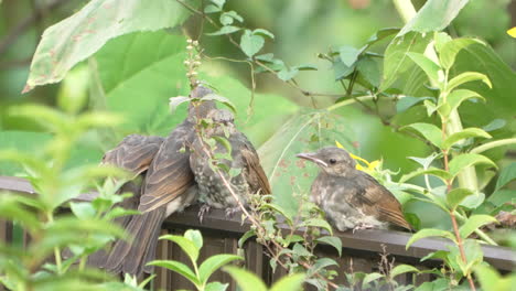 A-Bunch-Of-Young-Brown-eared-Bulbuls-Resting-On-The-Fence-With-Lush-Foliage