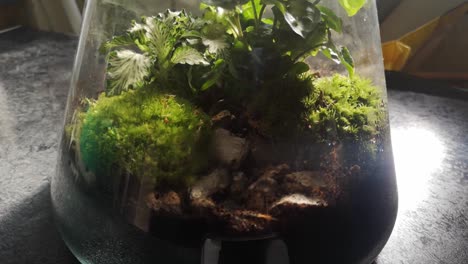 Glass-flask-natural-moss-terrarium-miniature-growing-botanical-ecosystem-rotating-left-looking-down-shot