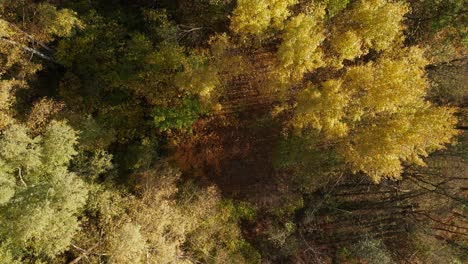 AERIAL:-Top-Down-Shot-of-Autumn-Season-Trees-in-Forest-With-Very-Colourful-Brown-Red-and-Golden-Colour-Leaves-on-a-Sunny-Day