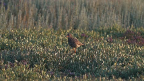 Common-Redshank-Stands-Alone-At-The-Green-Meadow