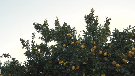 Nahaufnahme-Auf-Einem-Zitronenbaumzweig-Voller-Reifer-Gelber-Zitronen,-Die-Sich-Langsam-Im-Wind-Bewegen