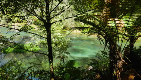 Silhouette-Tropischer-Bäume,-Die-Während-Des-Sommertages-In-Neuseeland-Neben-Dem-Exotischen-Tarawera-Fluss-Wachsen---Langsamer-Schwenk