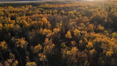 Bosque-Otoñal-Con-Variedad-Otoñal-De-Colores-En-El-Centro-De-Alberta-Durante-El-Otoño,-Canadá