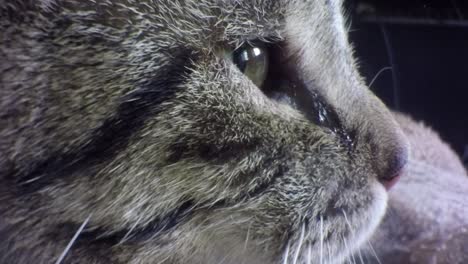 SLOW-MOTION---Close-up-of-a-tabby-cats-eyes-blinking
