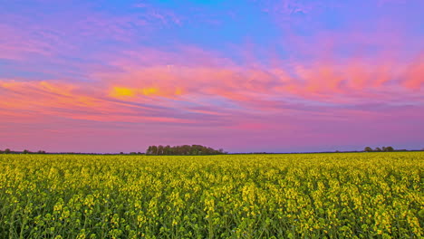 Schöne-Fliegende-Rosafarbene-Wolken-Am-Blauen-Himmel-Während-Der-Sonnenuntergangszeit-über-Gelb-Wachsendem-Rapsfeld---Zeitrafferaufnahmen-Weitwinkelaufnahme