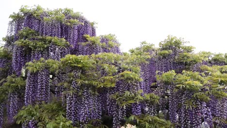 Die-Beste-Aussicht-Im-Ashikaga-Blumenpark