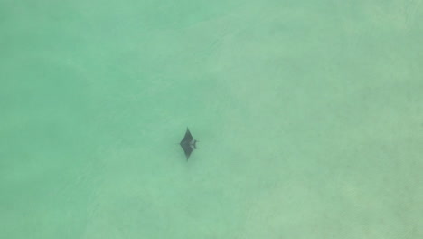 Top-down-view:-Manta-Ray-swims-across-frame-in-clear-green-sea-water