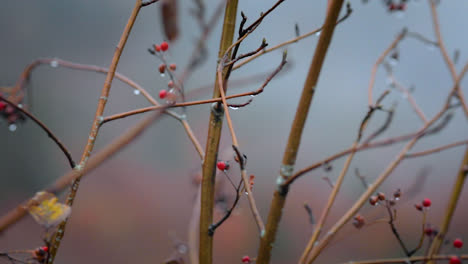 Slow-mo,-small-red-berries-on-thin-tree-branches