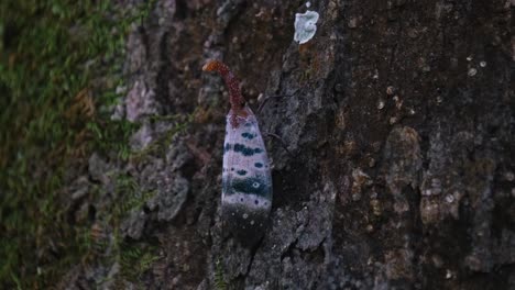 Seen-on-the-bark-of-a-tree-with-moss-as-it-goes-up-being-followed-by-the-camera,-Lanternfly,-Pyrops-ducalis-Sundayrain,-Khao-Yai-National-Park,-Thailand