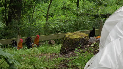 Domestic-group-of-rooster-grazing-at-farmstead-with-fence,-handheld-view