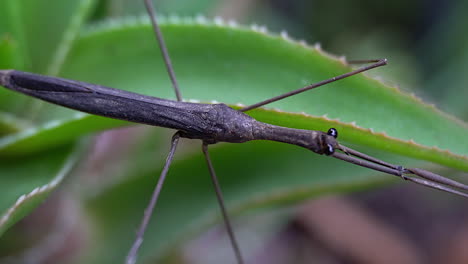 Zoom-in-on-thorax-of-Water-Stick-Insect-