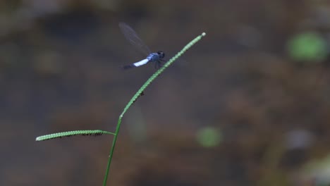 Perched-on-a-blade-of-grass-at-the-pond,-flies-away-and-returns,-Pond-Adjutant,-Aethriamanta-gracilis,-Thailand