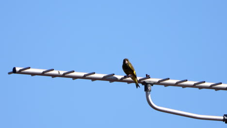 View-Of-Oriental-Greenfinch-Resting-On-An-Antenna-During-Daytime---close-up