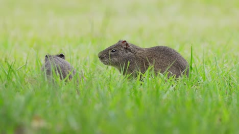 Two-little-brazilian-guinea-pig,-cavia-aperea-munching-on-open-grassland,-one-scratching-its-face-with-its-back-foot,-wildlife-cinematic-low-level-close-up-shot-at-pantanal-natural-region,-brazil