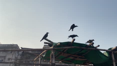 flock-of-crows-perched-on-bamboo-structure-in-the-city,-slowmotion