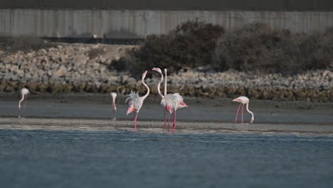 Winter-Migratory-birds-Greater-Flamingos-wandering-in-the-shallow-sea-backwaters-at-low-tide-with-city-background---Bahrain