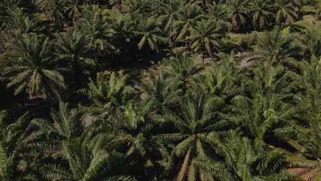 Gigantische-Kommerzielle-Palmölplantage-Mit-Bergkulisse-Unter-Bewölktem-Himmel