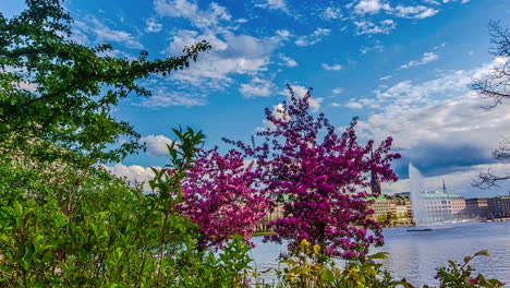Hyperlapse-shot-of-beautiful-blooming-trees-on-lake-shore-of-Alster-in-Hamburg-during-spring-season,Germany