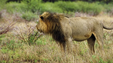 Lion-Roaring-In-The-Savannah-In-Central-Kalahari-Game-Reserve,-Botswana