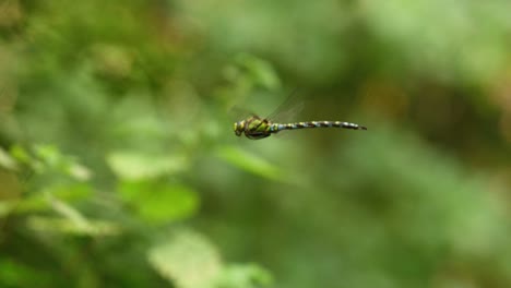 Hovering-dragonfly-in-forest-against-blurry-background