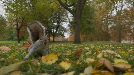 Augenhöhe-Nahaufnahme-Von-Niedlichen-Eichhörnchen,-Die-In-Den-Herbstblättern-Wühlen